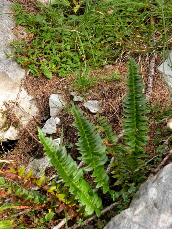 Polystichum lonchitis / Felce lonchite